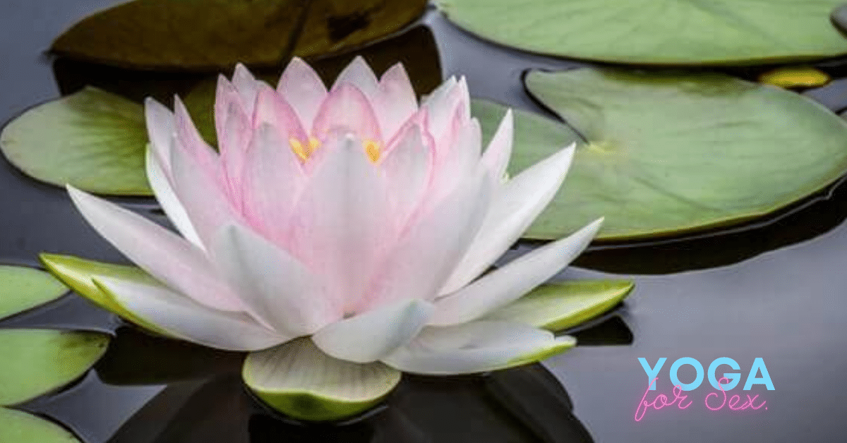 lotus flower on the water. karma yoga.